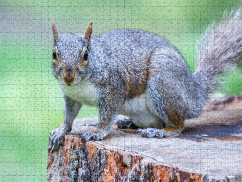 Auf dem Sprung - CALVENDO Foto-Puzzle'