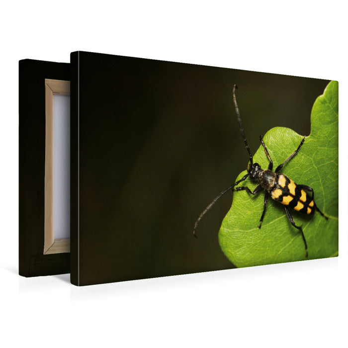 Premium Textil-Leinwand Der gefleckte Schmalbock