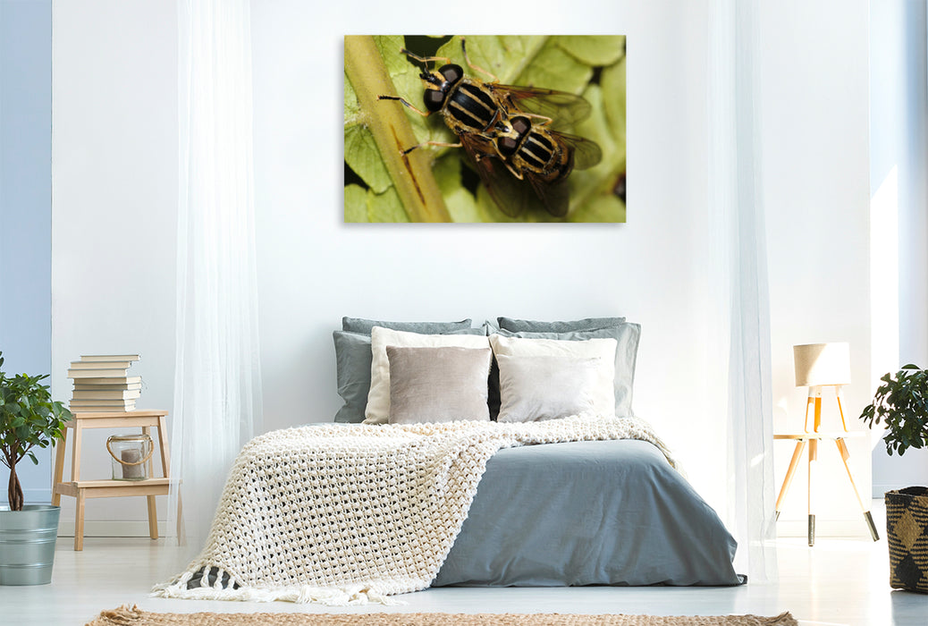 Premium textile canvas Premium textile canvas 120 cm x 80 cm landscape The common swamp hoverfly mating 