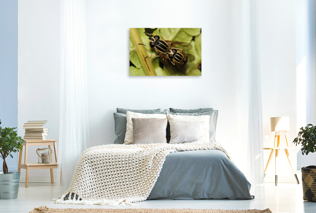 Premium textile canvas Premium textile canvas 120 cm x 80 cm landscape The common swamp hoverfly mating 