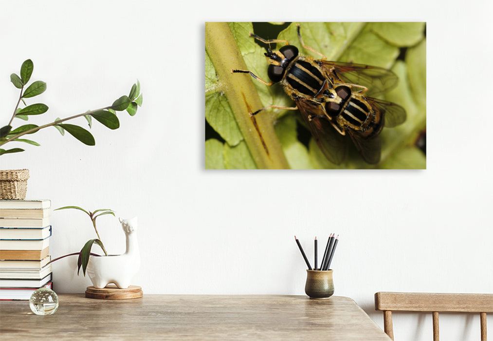 Premium textile canvas Premium textile canvas 120 cm x 80 cm landscape The common swamp hoverfly mating 