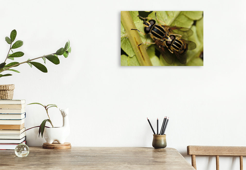 Premium textile canvas Premium textile canvas 120 cm x 80 cm landscape The common swamp hoverfly mating 