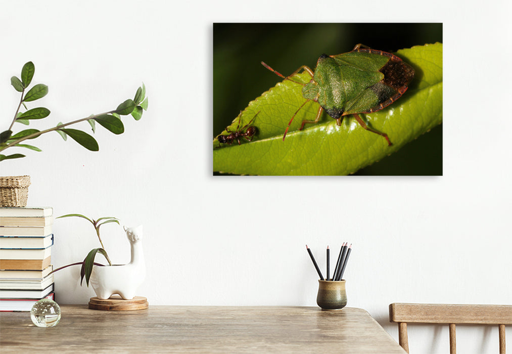 Premium textile canvas Premium textile canvas 120 cm x 80 cm landscape The green stink bug and the ant 