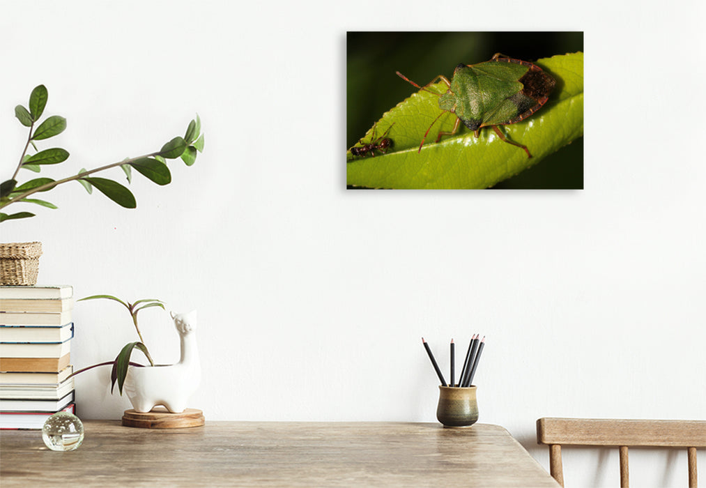 Premium textile canvas Premium textile canvas 120 cm x 80 cm landscape The green stink bug and the ant 