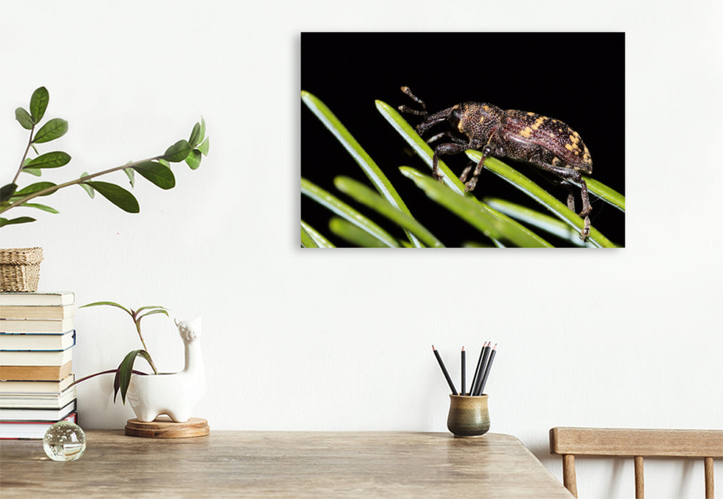 Premium textile canvas Premium textile canvas 90 cm x 60 cm landscape Spruce weevil on a conifer 