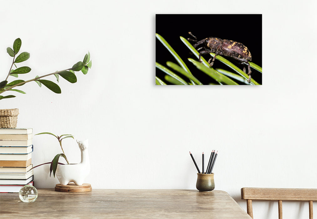 Premium textile canvas Premium textile canvas 90 cm x 60 cm landscape Spruce weevil on a conifer 