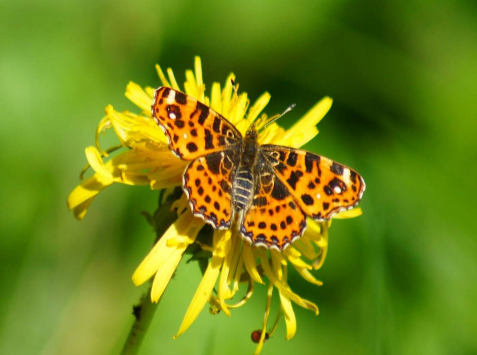 Landkärtchen auf Löwenzahn - CALVENDO Foto-Puzzle'