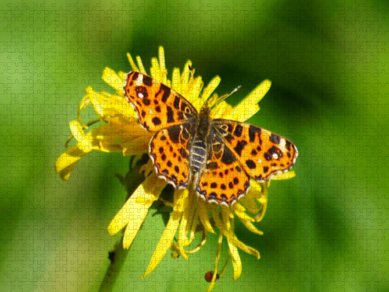 Landkärtchen auf Löwenzahn - CALVENDO Foto-Puzzle'