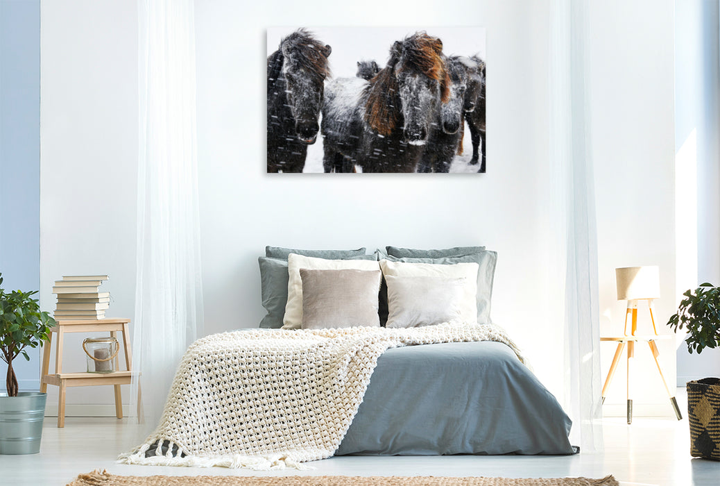 Premium textile canvas Premium textile canvas 120 cm x 80 cm landscape Icelandic horses in the snowstorm 