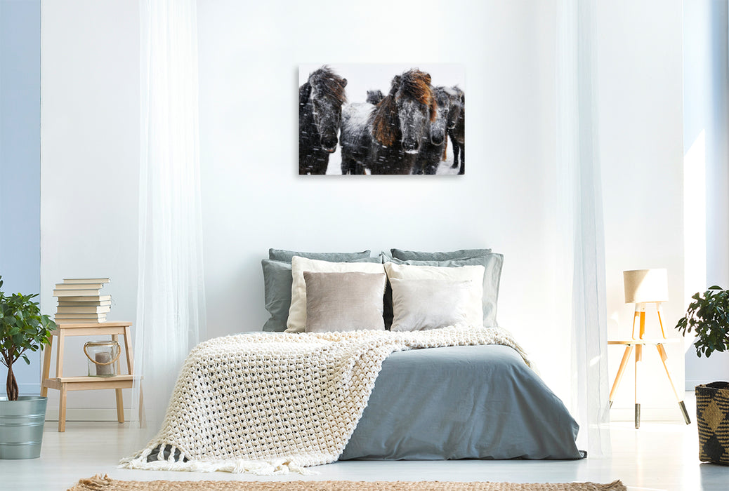 Premium textile canvas Premium textile canvas 120 cm x 80 cm landscape Icelandic horses in the snowstorm 