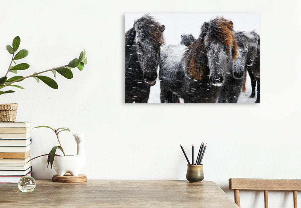 Premium textile canvas Premium textile canvas 120 cm x 80 cm landscape Icelandic horses in the snowstorm 