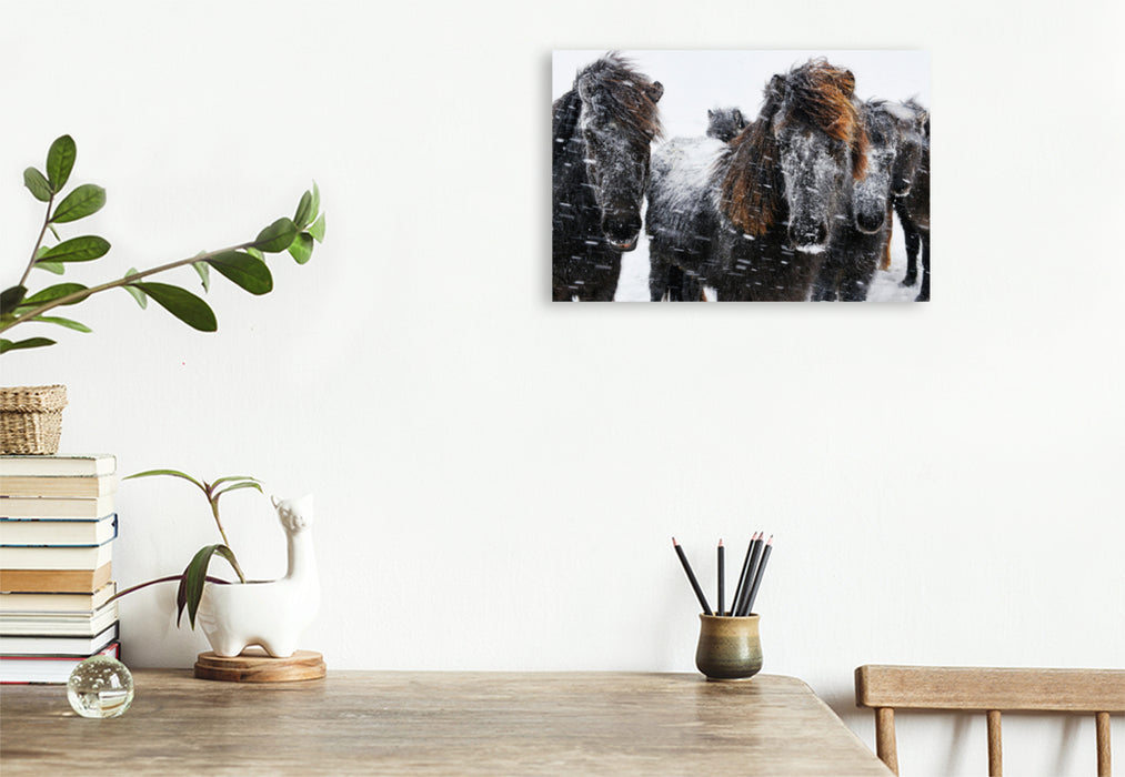 Premium textile canvas Premium textile canvas 120 cm x 80 cm landscape Icelandic horses in the snowstorm 