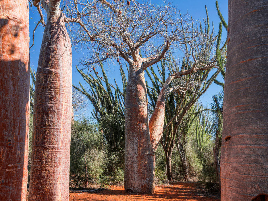 "Coffee Pot" Baobab (Adansonia rubrostipa) bei Ifaty - CALVENDO Foto-Puzzle'