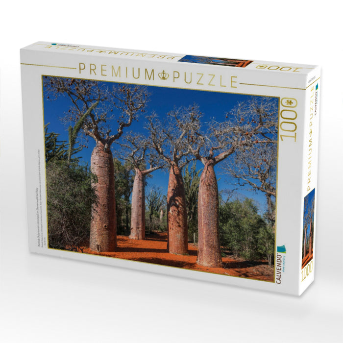 Baobab (Adansonia rubrostipa) im Dornenwald bei Ifaty - CALVENDO Foto-Puzzle'
