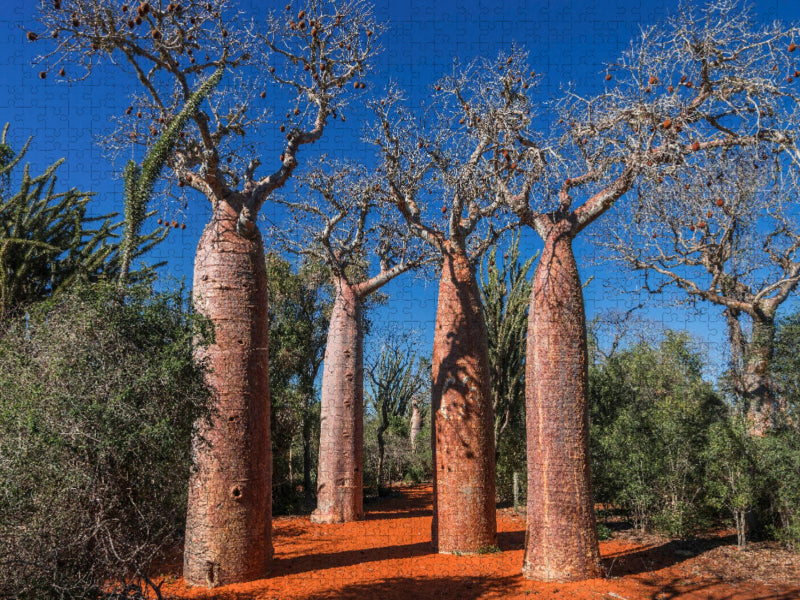 Baobab (Adansonia rubrostipa) im Dornenwald bei Ifaty - CALVENDO Foto-Puzzle'