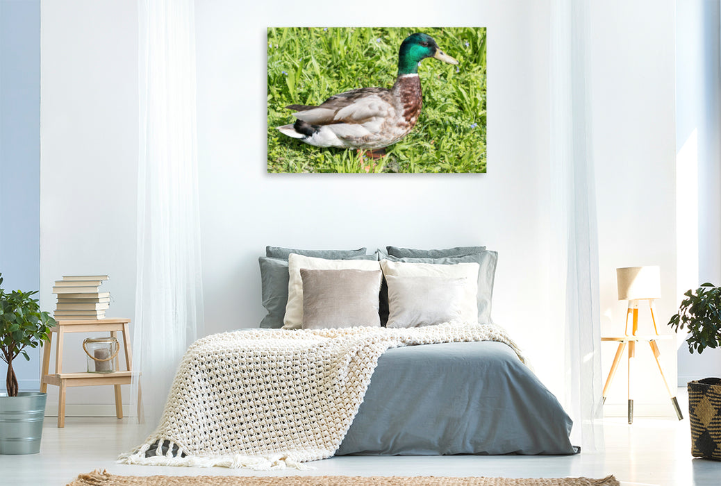 Premium textile canvas Premium textile canvas 120 cm x 80 cm landscape Mallard (Anas platyrhynchos) male 