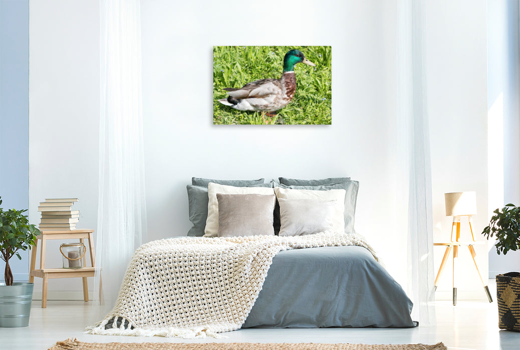 Premium textile canvas Premium textile canvas 120 cm x 80 cm landscape Mallard (Anas platyrhynchos) male 