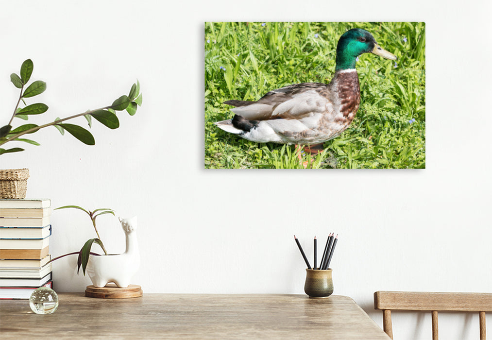 Premium textile canvas Premium textile canvas 120 cm x 80 cm landscape Mallard (Anas platyrhynchos) male 