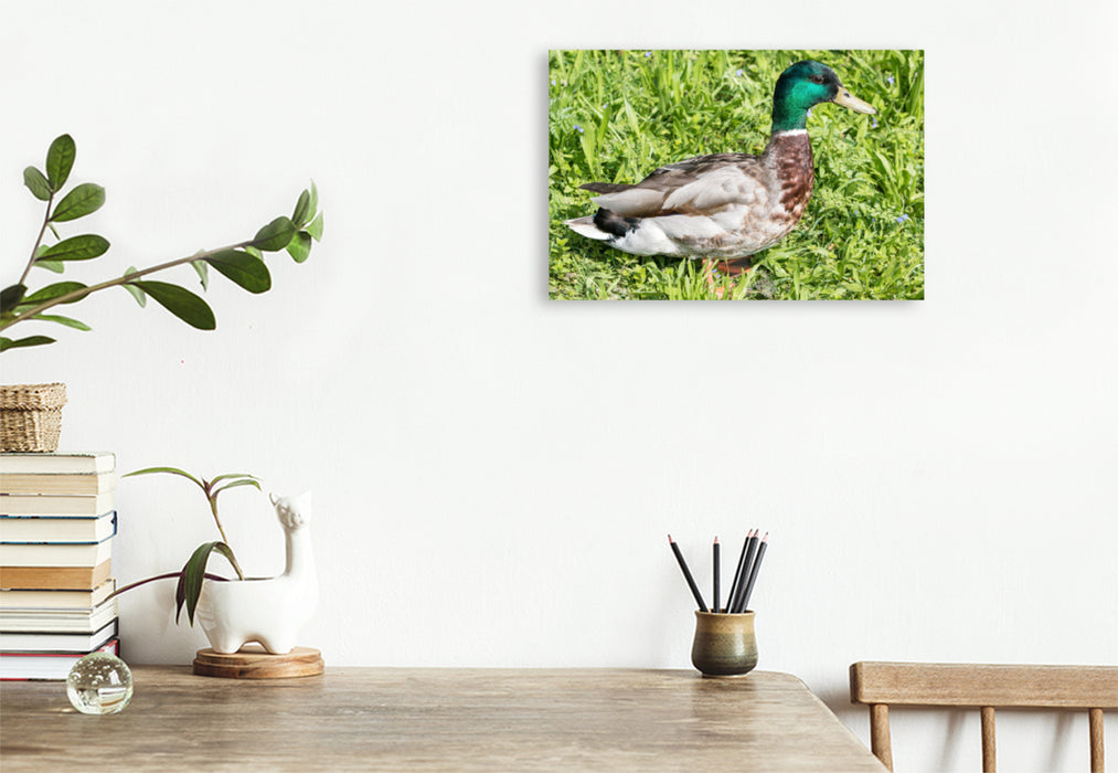 Premium textile canvas Premium textile canvas 120 cm x 80 cm landscape Mallard (Anas platyrhynchos) male 