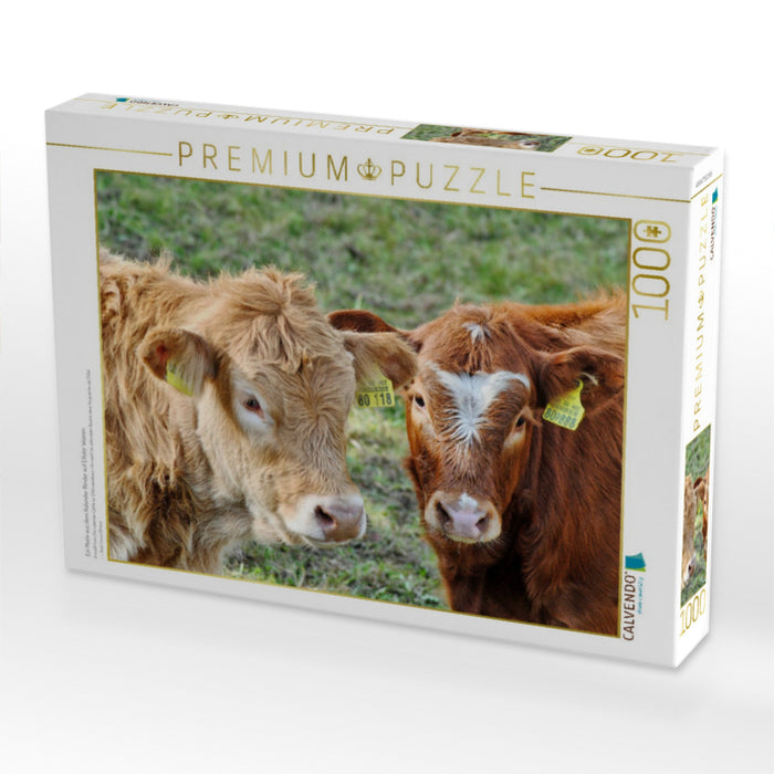 Ein Motiv aus dem Kalender Rinder auf Eifeler Wiesen - CALVENDO Foto-Puzzle'