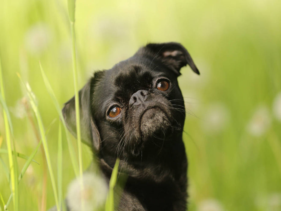 Emma, schwarzer Brabanter - CALVENDO Foto-Puzzle'