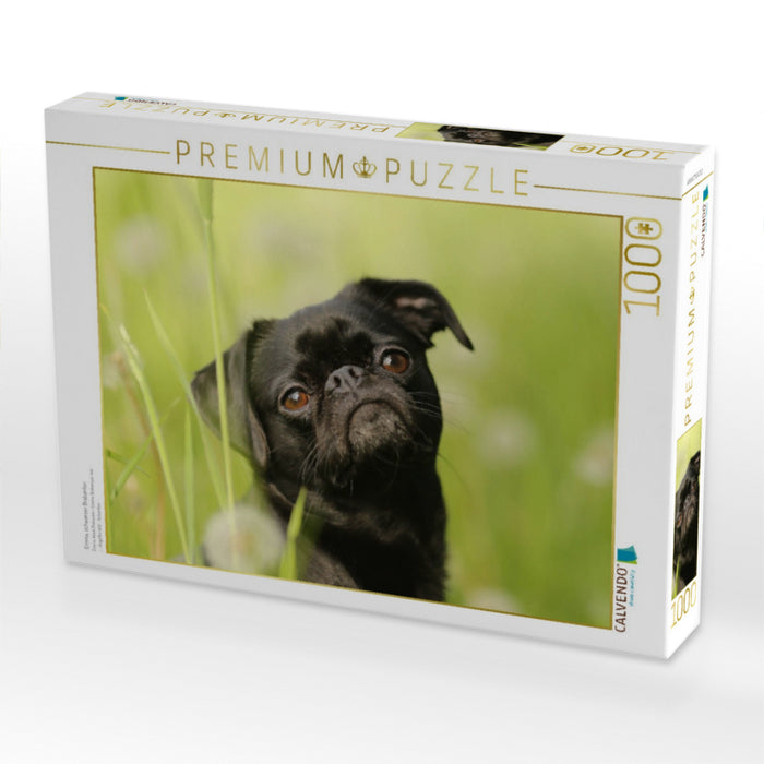 Emma, schwarzer Brabanter - CALVENDO Foto-Puzzle'