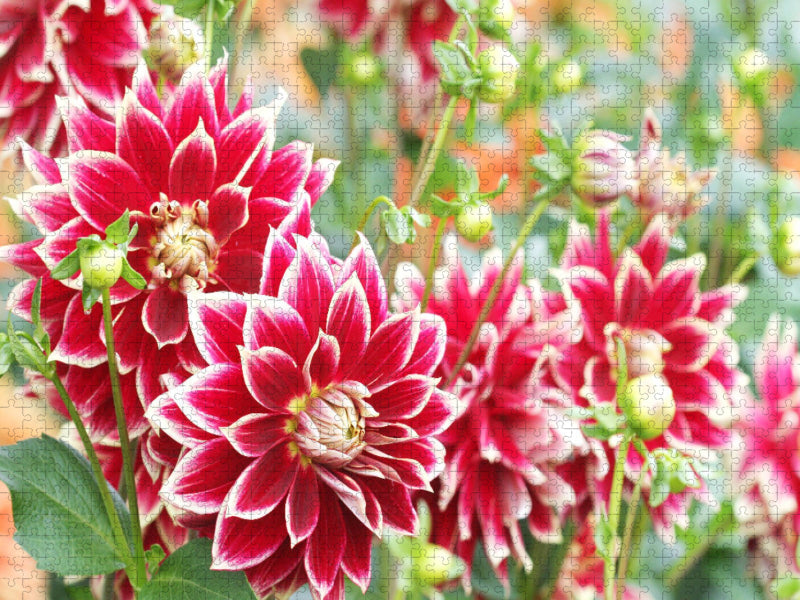 Rotweiße Dahlien - CALVENDO Foto-Puzzle'