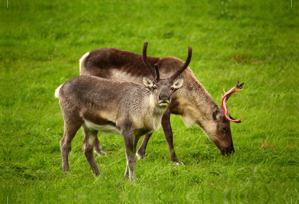 Premium textile canvas Premium textile canvas 120 cm x 80 cm landscape reindeer 