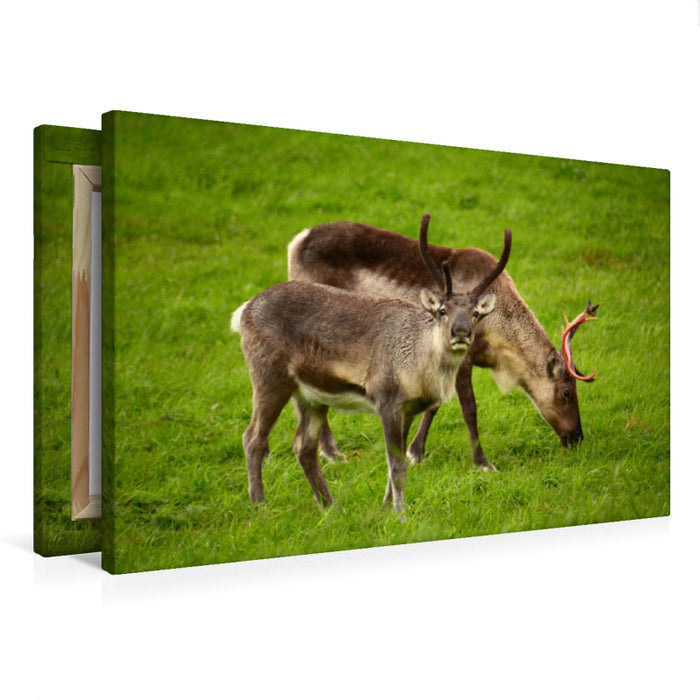 Premium textile canvas Premium textile canvas 120 cm x 80 cm landscape reindeer 