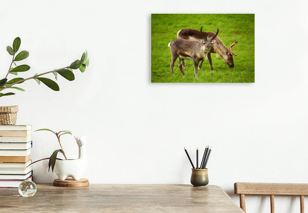 Premium textile canvas Premium textile canvas 120 cm x 80 cm landscape reindeer 