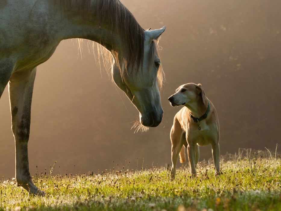 Pferd und Hund im September Nebel 1000 Teile Puzzle quer - CALVENDO Foto-Puzzle'