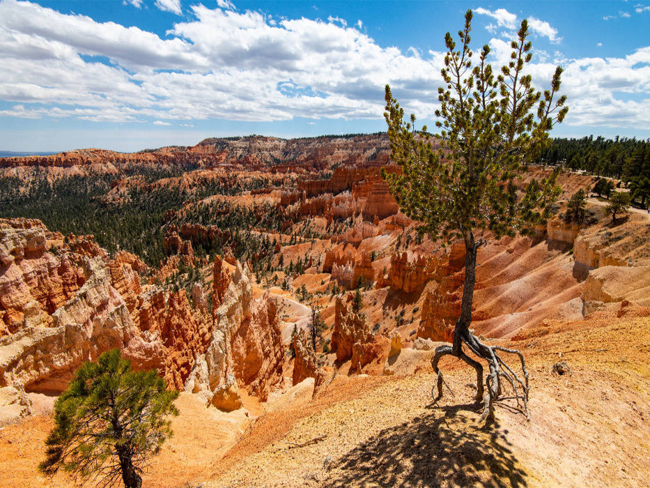 Luftbaum, USA, Bryce Canyon - CALVENDO Foto-Puzzle'