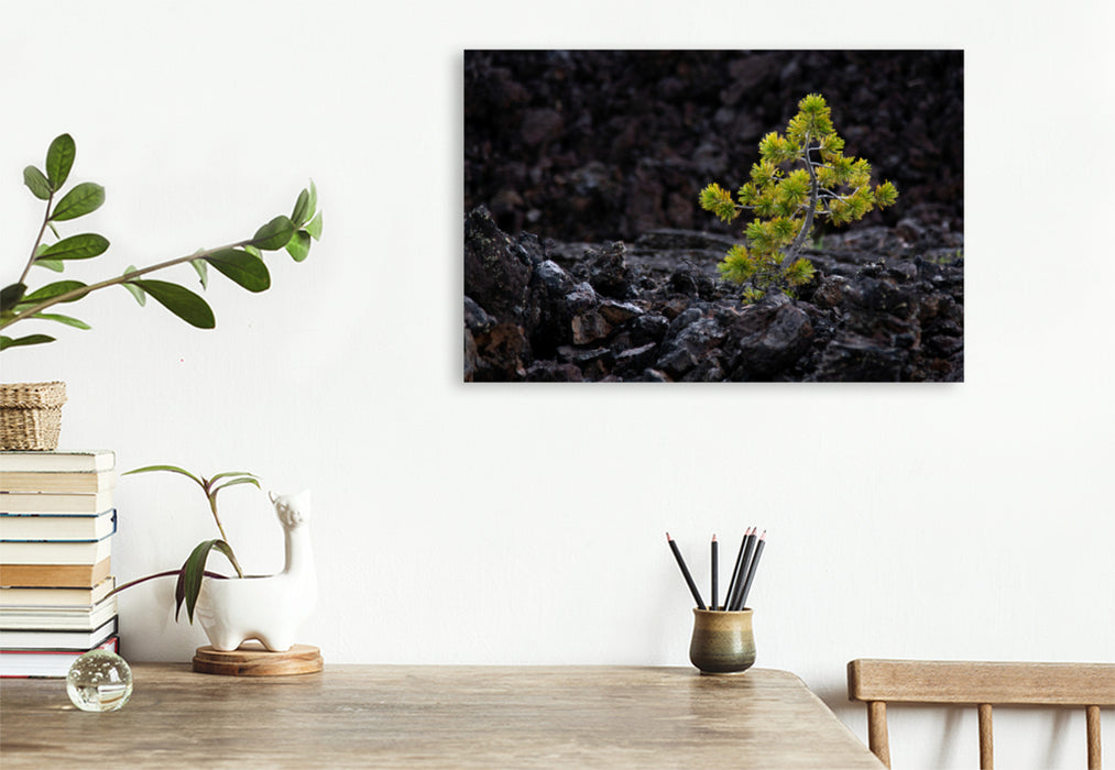 Premium textile canvas Premium textile canvas 120 cm x 80 cm landscape Life finds a way, USA, Craters of the Moon 