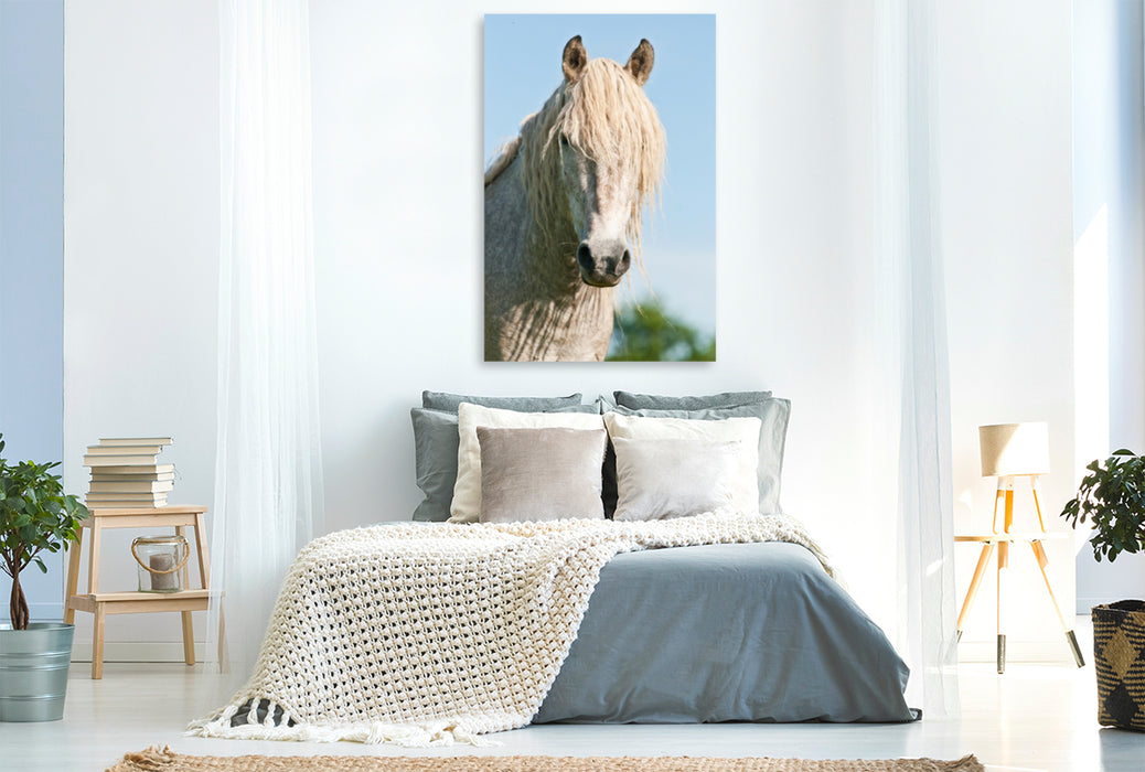 Premium Textil-Leinwand Premium Textil-Leinwand 80 cm x 120 cm  hoch Camargue Pferd