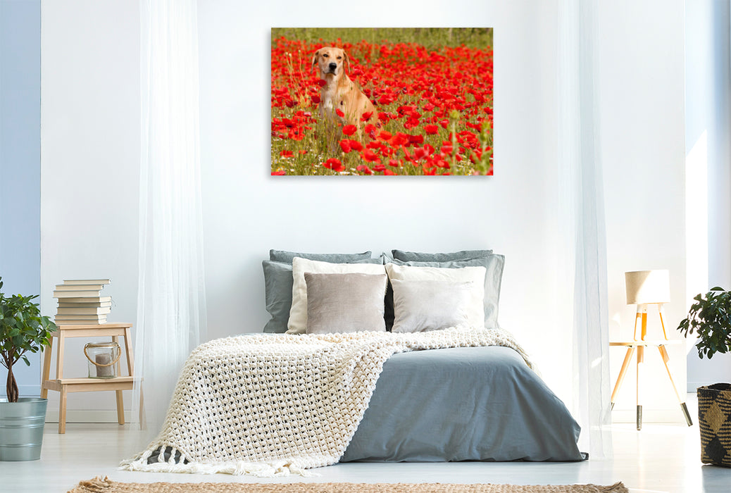 Premium textile canvas Premium textile canvas 120 cm x 80 cm landscape dog with red - Azawakh - Ridgeback 