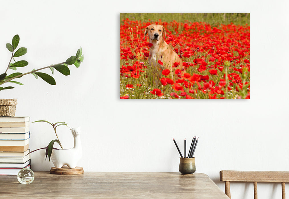 Premium textile canvas Premium textile canvas 120 cm x 80 cm landscape dog with red - Azawakh - Ridgeback 