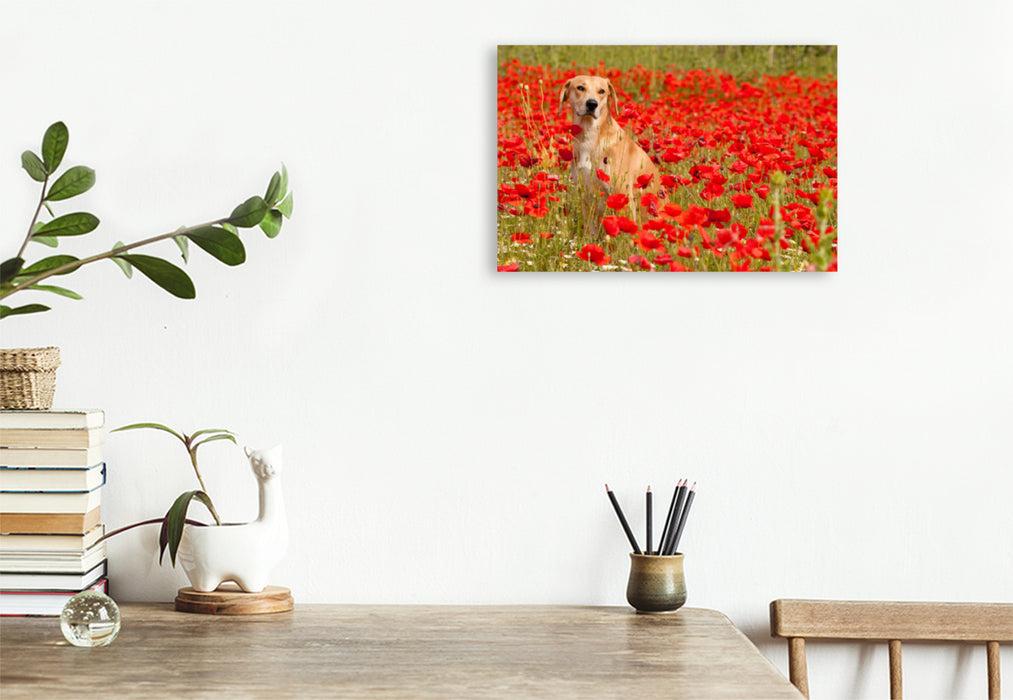 Premium textile canvas Premium textile canvas 120 cm x 80 cm landscape dog with red - Azawakh - Ridgeback 