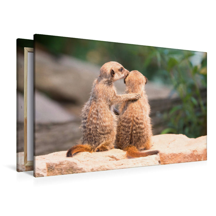 Premium Textil-Leinwand Erdmännchen