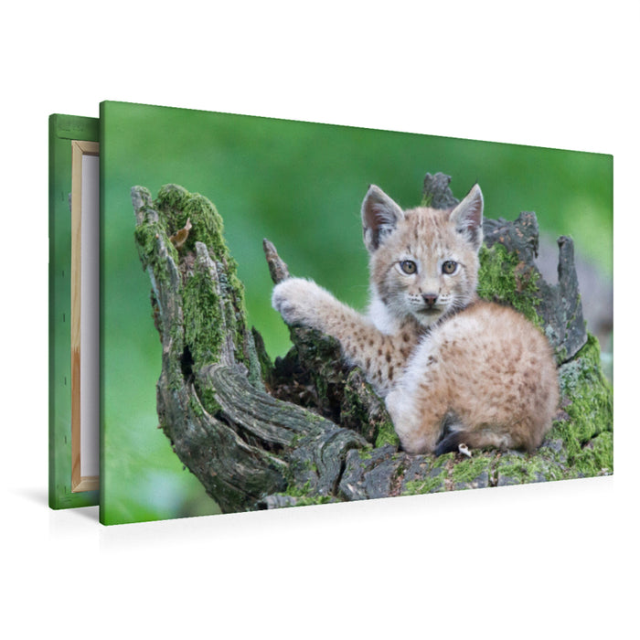 Premium Textil-Leinwand Luchs