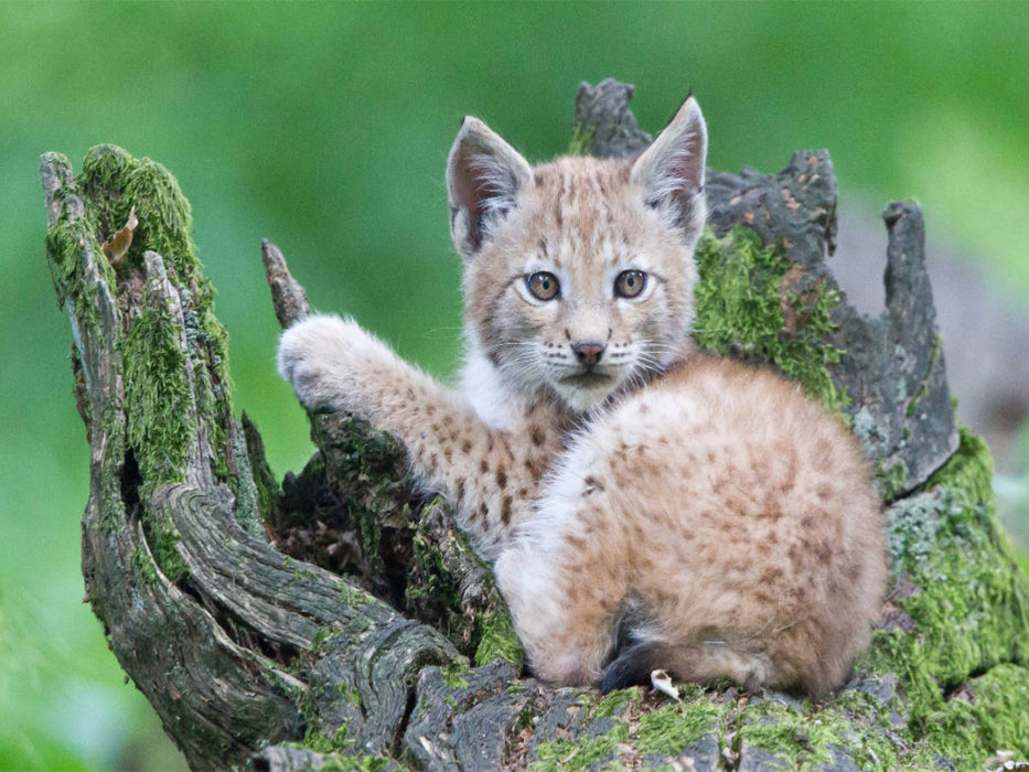 Luchs - CALVENDO Foto-Puzzle'