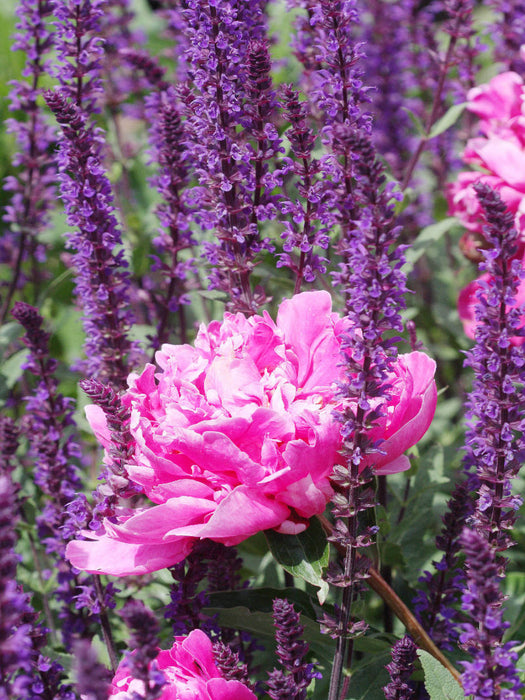 Pinke Pfingstrose - CALVENDO Foto-Puzzle'