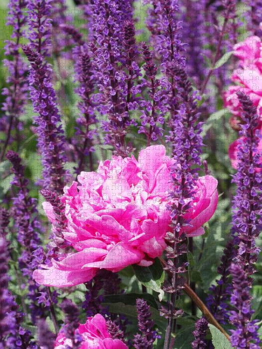 Pinke Pfingstrose - CALVENDO Foto-Puzzle'
