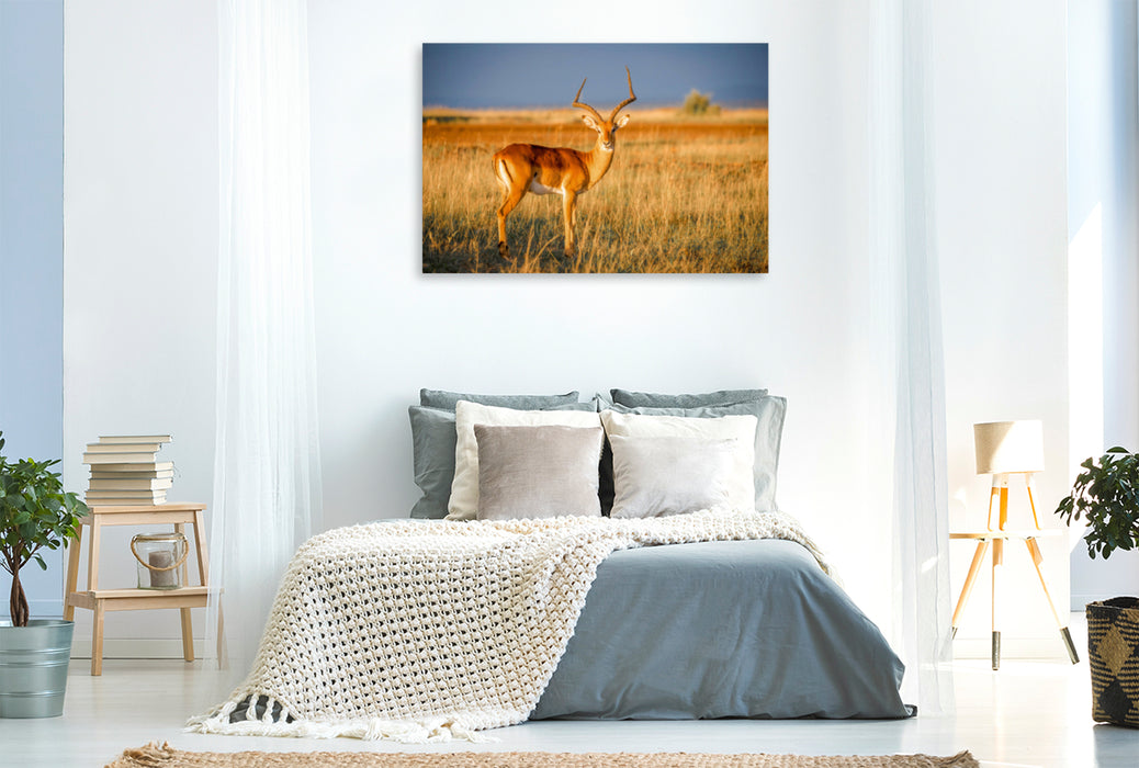 Premium Textil-Leinwand Premium Textil-Leinwand 120 cm x 80 cm quer Impala-Antilope in der Savanne - Masai Mara