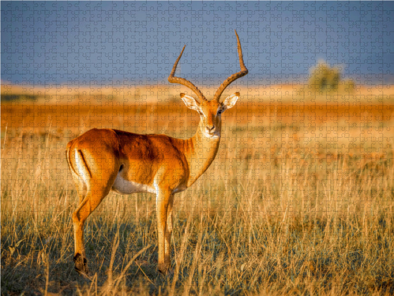 Impala antelope in the savannah - Masai Mara - CALVENDO photo puzzle 
