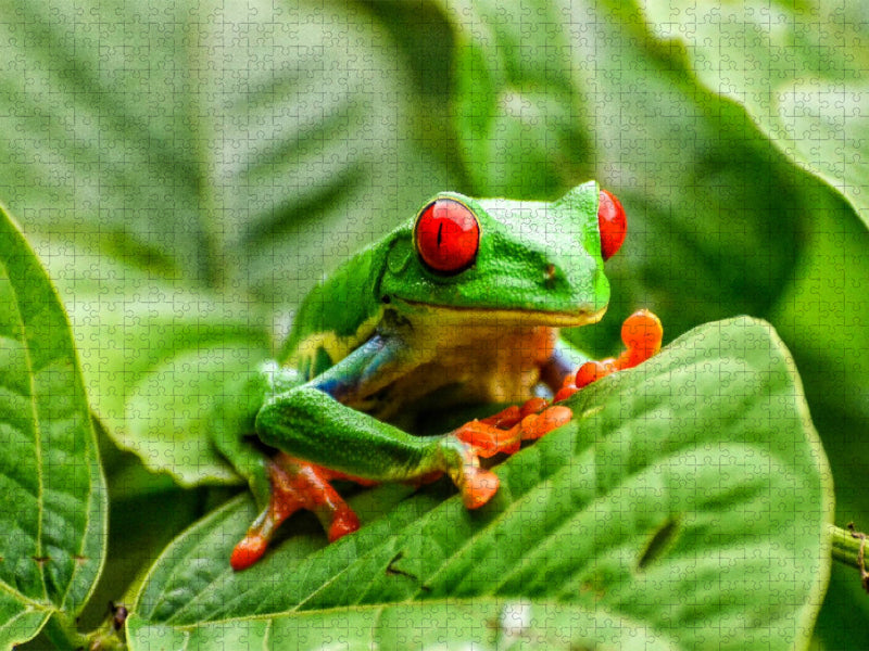 Rotaugenlaubfrosch in Costa Rica - CALVENDO Foto-Puzzle'