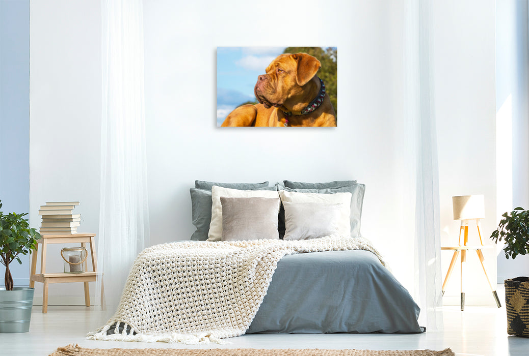 Premium Textil-Leinwand Premium Textil-Leinwand 120 cm x 80 cm quer Ein Motiv aus dem Kalender Molosser - Giganten in der Welt der Hunde