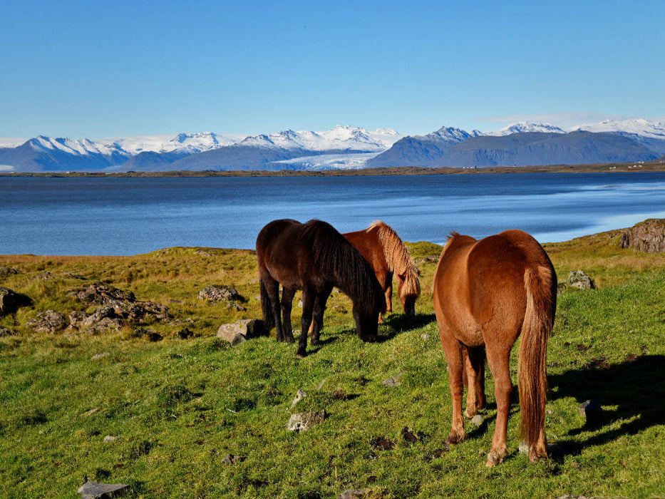 Islandpferde in Stokksnes - CALVENDO Foto-Puzzle'