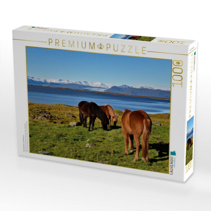 Islandpferde in Stokksnes - CALVENDO Foto-Puzzle'