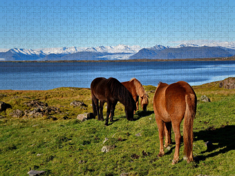 Islandpferde in Stokksnes - CALVENDO Foto-Puzzle'