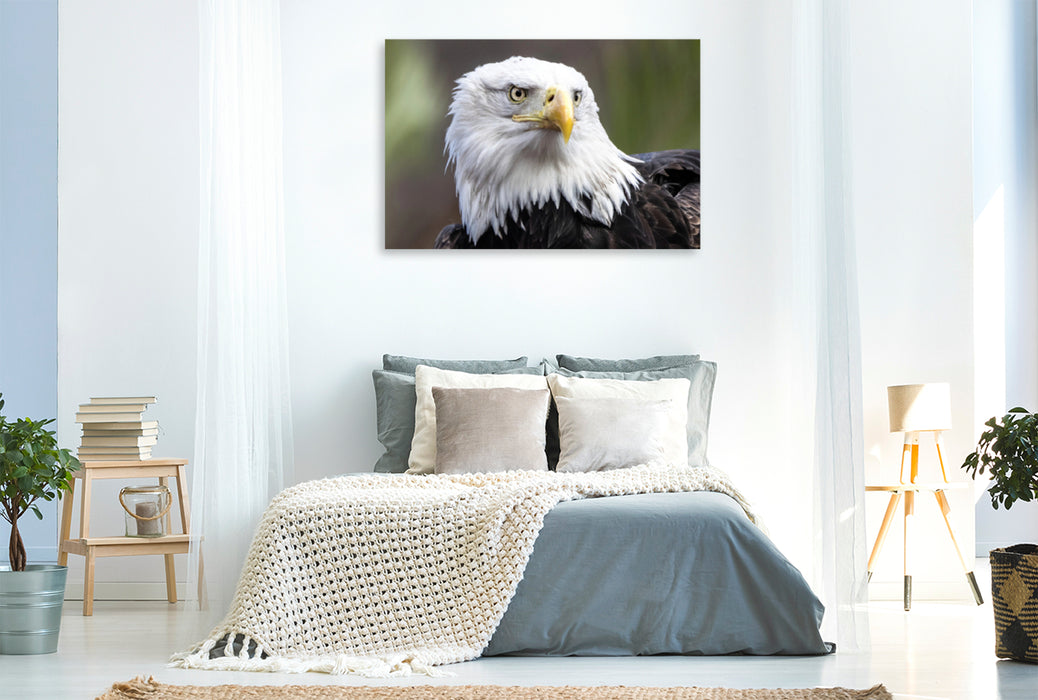 Premium Textil-Leinwand Premium Textil-Leinwand 120 cm x 80 cm quer Weißkopfseeadler